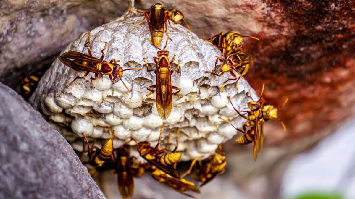potter wasp